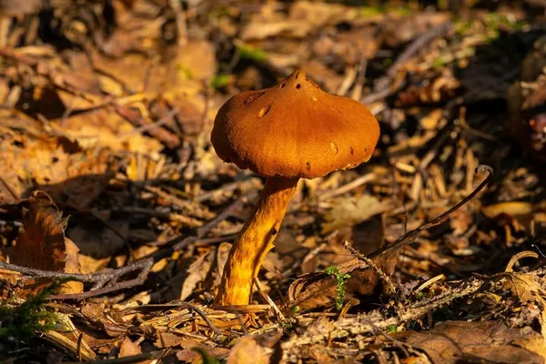 Cortinarius rubellus — 2024-08-19