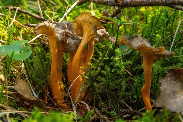 Craterellus lutescens — 2024-08-25
