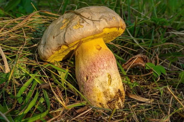 Butyriboletus fechtneri — 2024-08-25