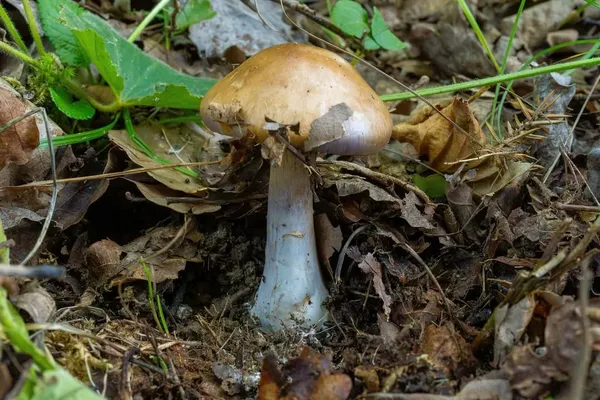 Cortinarius infractus — 2024-08-25