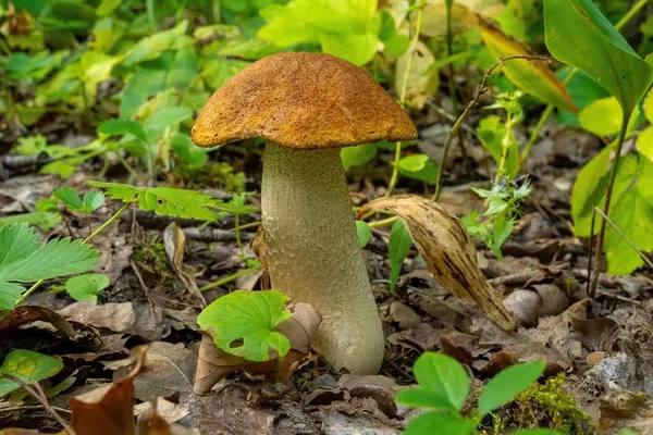 Leccinum albostipitatum — 2024-08-25