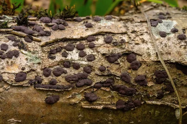 Hypoxylon fuscum — 2024-08-24
