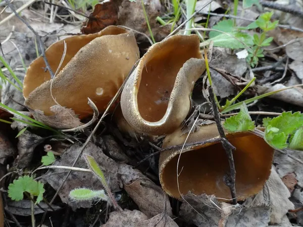 Helvella acetabulum — 2023-05-03
