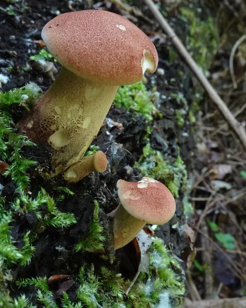 Neolentinus cyathiformis — 2023-05-03