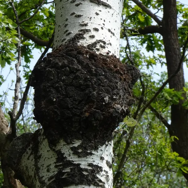 Inonotus obliquus — 2023-05-03