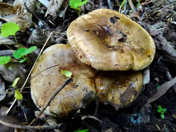Paxillus involutus — 2023-05-03