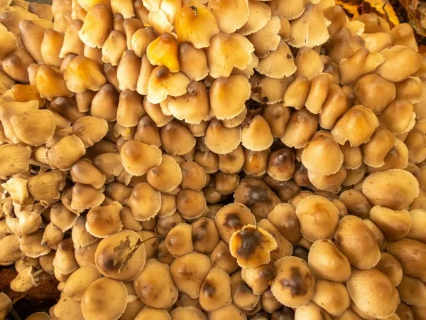 Mycena inclinata — 2022-09-30