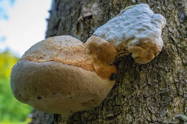 Fomes fomentarius — 2023-06-14