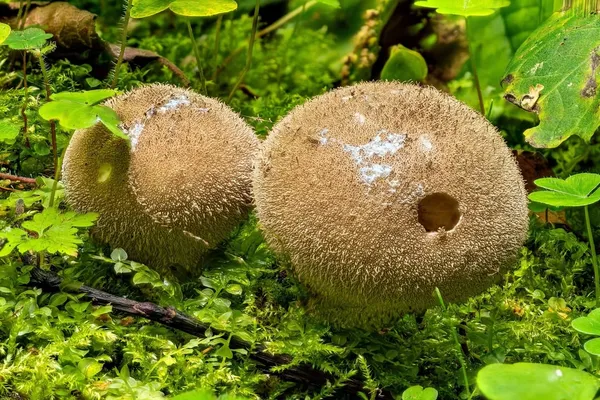 Lycoperdon umbrinum — 2023-08-13