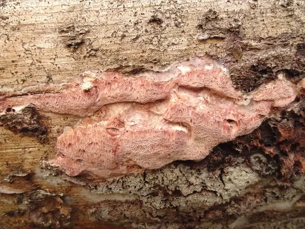 Leptoporus mollis — 2021-10-02