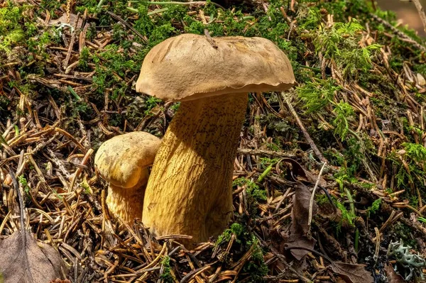 Tylopilus felleus — 2023-08-13
