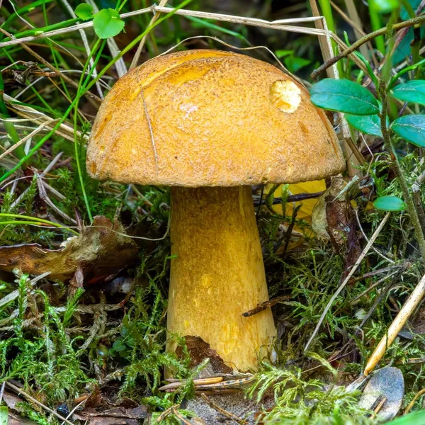 Suillus variegatus — 2023-07-28
