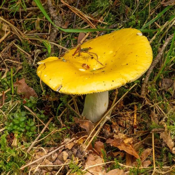 Russula claroflava — 2023-07-28