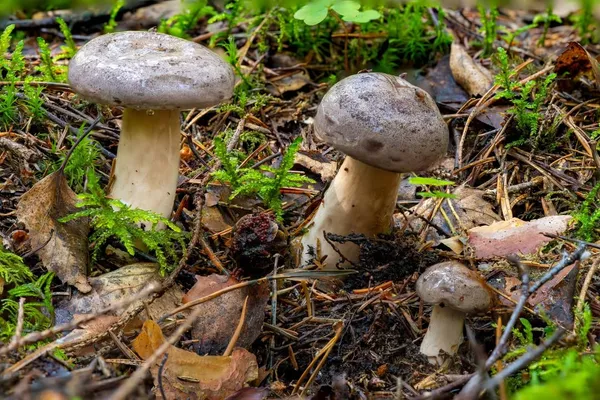 Lactarius trivialis — 2023-08-05