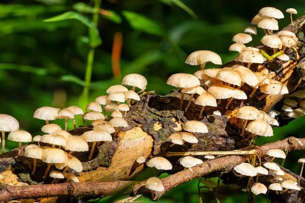Marasmiellus ramealis — 2023-08-05