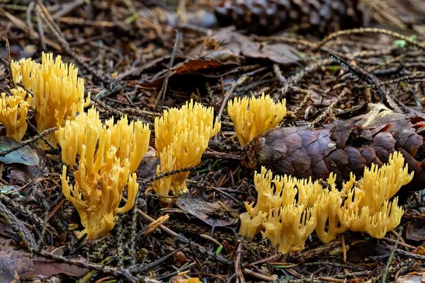 Ramaria eumorpha — 2023-08-05