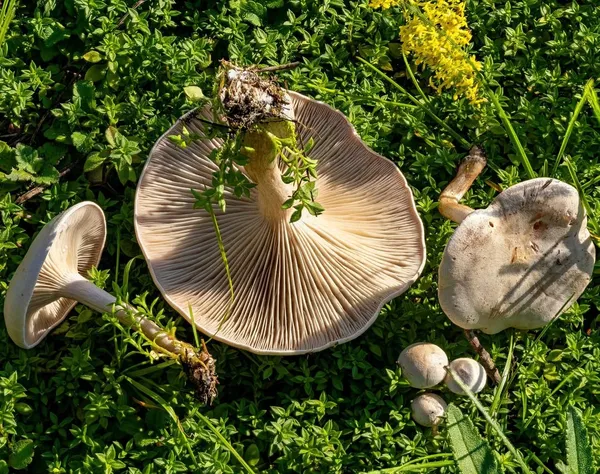 Clitocybe rivulosa — 2023-09-03