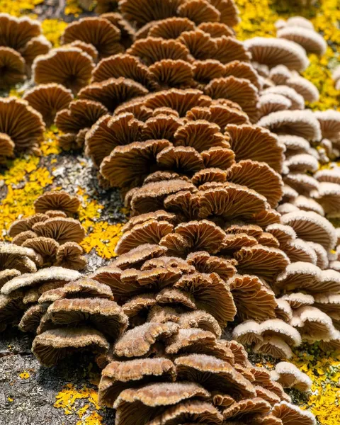 Schizophyllum commune — 2023-09-03