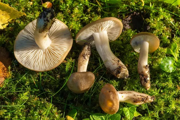 Lyophyllum decastes — 2023-09-03