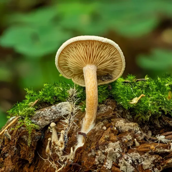 Ripartites tricholoma — 2023-08-13