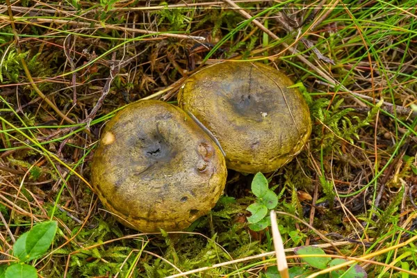 Lactarius necator — 2023-08-20