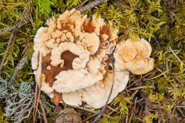 Hydnellum aurantiacum — 2023-08-20