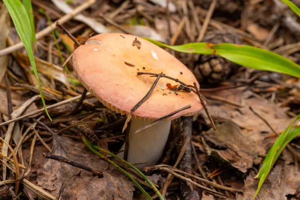 Russula roseipes — 2023-08-20