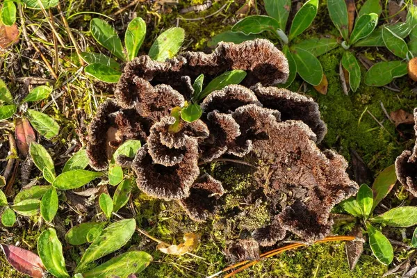 Thelephora terrestris — 2023-09-14