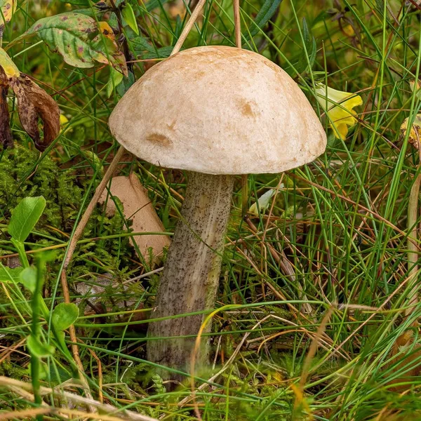 Leccinum holopus — 2023-08-20