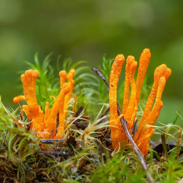 Cordyceps militaris — 2023-09-14