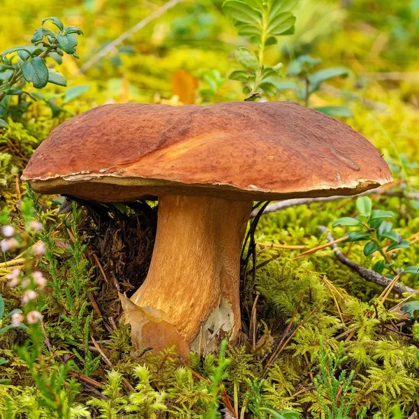 Boletus pinophilus — 2023-09-14