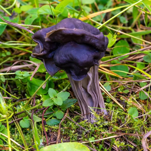 Helvella lacunosa — 2023-09-15