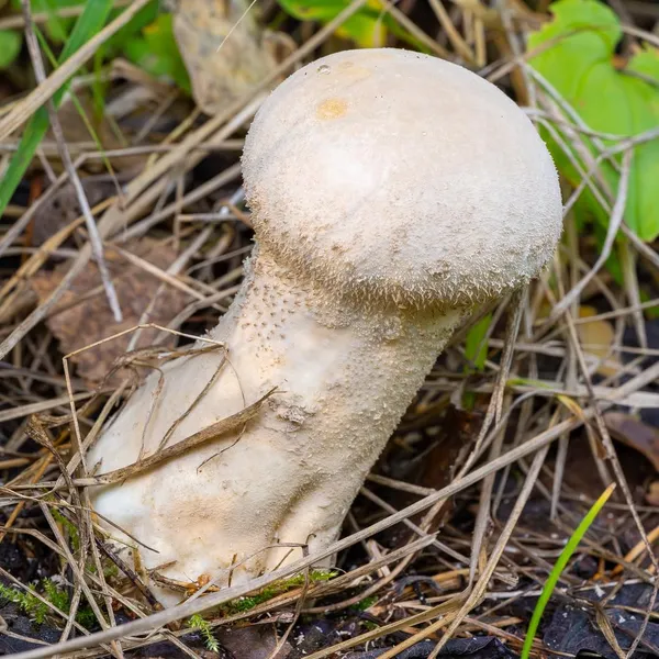 Lycoperdon excipuliforme — 2023-09-15