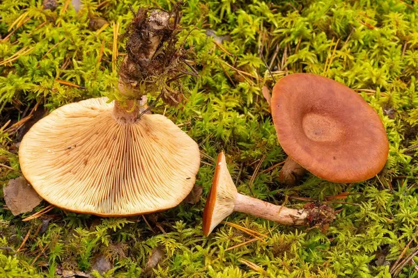 Lactarius rufus — 2023-09-14