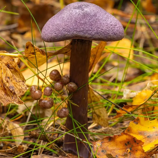 Cortinarius violaceus — 2023-09-10