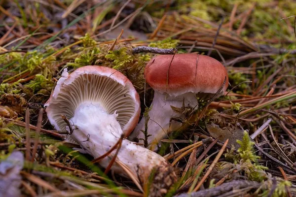 Gomphidius roseus — 2024-10-06
