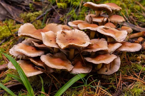 Hypholoma capnoides — 2024-10-06