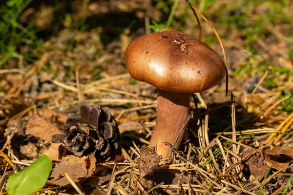 Chroogomphus rutilus — 2024-09-07