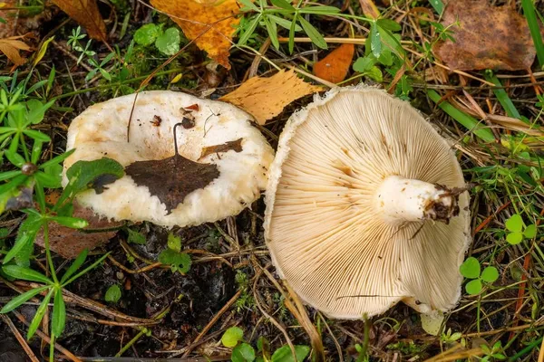 Lactarius pubescens — 2024-09-12