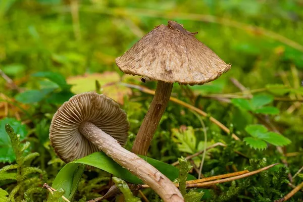 Inocybe cincinnata — 2024-09-18