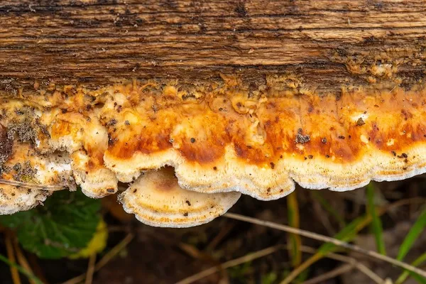 Fuscopostia lateritia — 2024-10-26