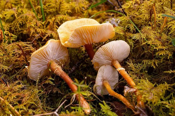 Cystoderma amianthinum — 2024-10-12