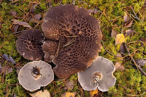 Sarcodon squamosus — 2024-10-19