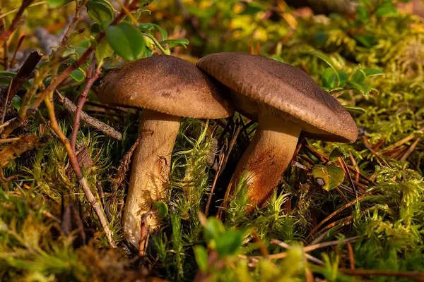 Tricholoma imbricatum — 2024-10-19