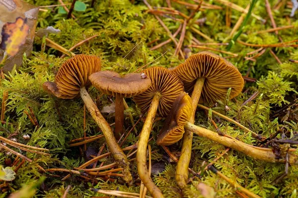 Cortinarius croceus — 2024-10-19
