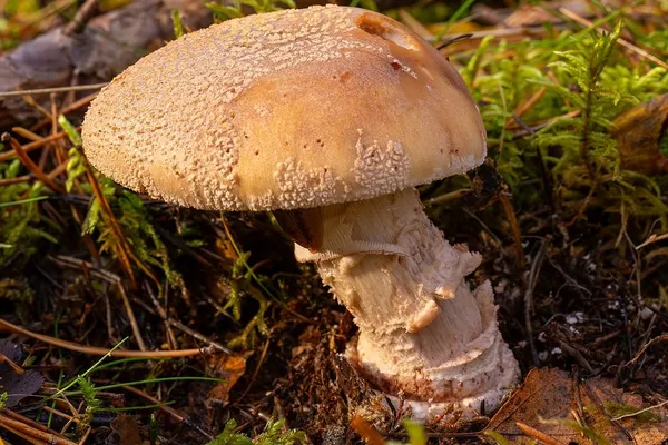 Amanita rubescens — 2024-10-19