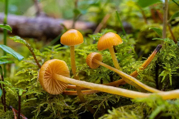Galerina calyptrata — 2024-10-19