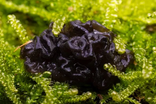 Exidia nigricans — 2024-10-26