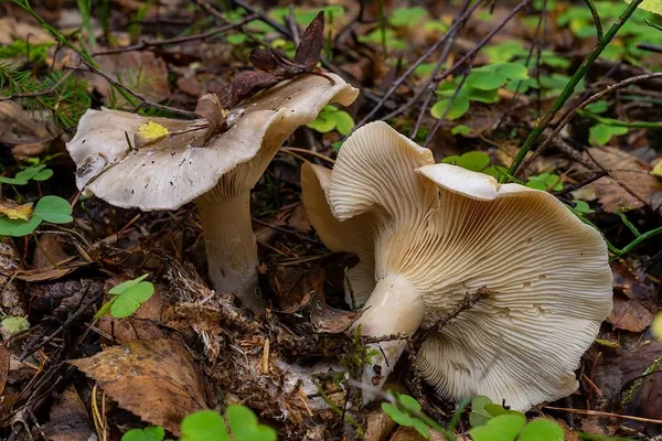Clitocybe nebularis — 2024-11-08