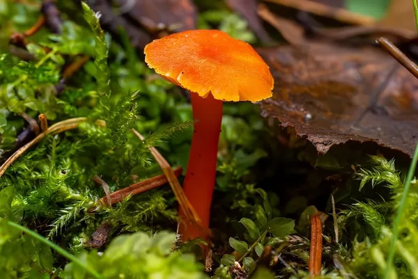 Hygrocybe miniata — 2024-11-08
